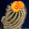 Parodia_mairanana